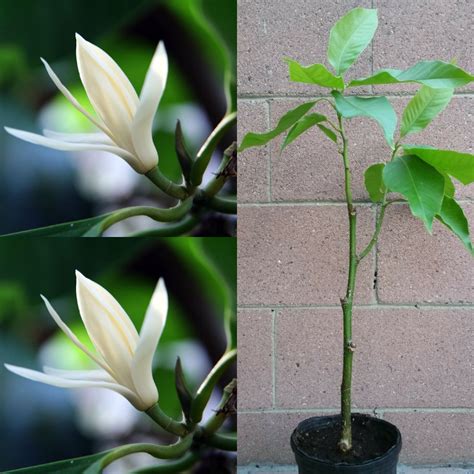 magnolia champaca plant for sale
